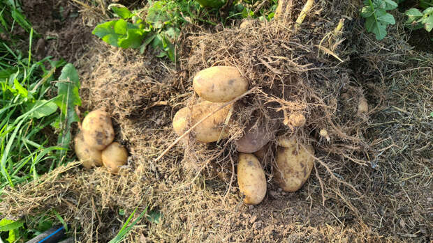 Что выросло из картошки из "Пятерочки"😳. Посадили ради эксперимента и удивились результату