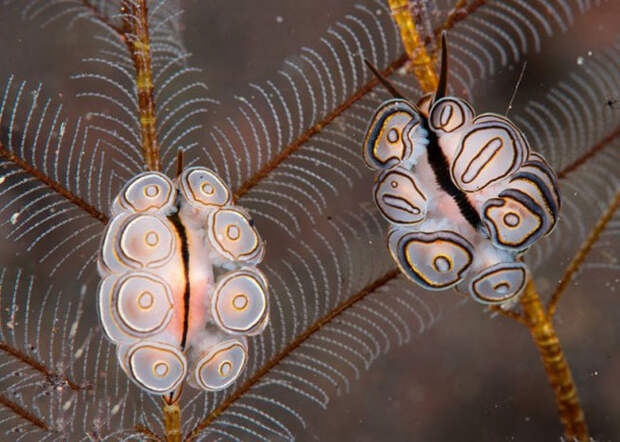 Dandys in the frame - photo of marine mollusks