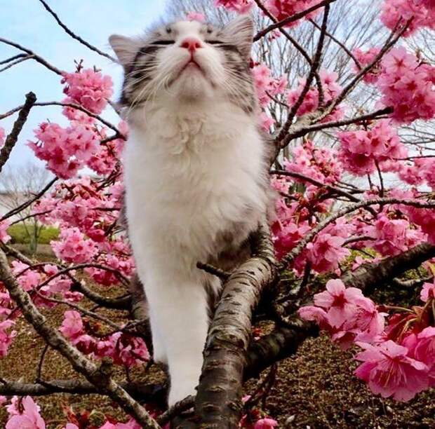 Фотогеничность зашкаливает: кот, который всегда замечательно выходит на снимках Нянкичи, животные, знаменитость, кот, фотогеничность, фотография, япония