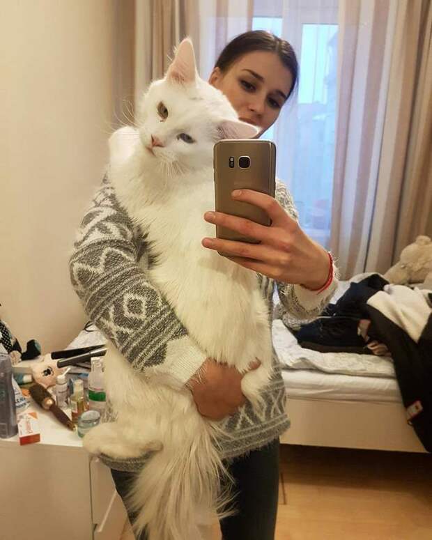Гигантский кот с гетерохромией больше всего обожает сидеть на руках миниатюрной хозяйки