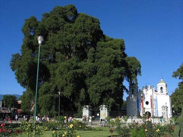 Кипарис Кипарис