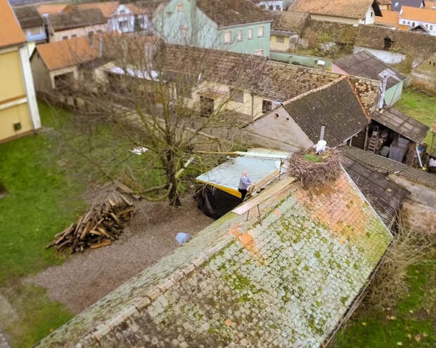 Хорватские аисты: невероятная история любви