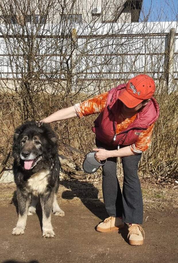 Под окнами роддома, из последних сил переставляя лапы, бродила овчарка большая собака, кавказская овчарка, собака