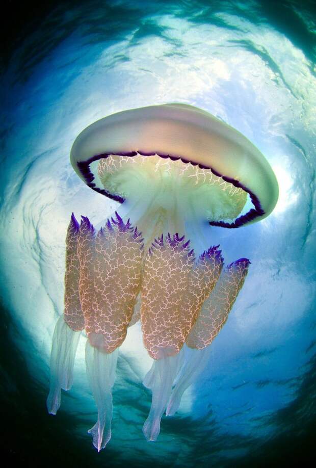 Впрочем, медузы сохраняют свою форму только в воде. Выньте медузу из воды, — и убедитесь сами, как она тот час же стремится превратиться в плоскую дрожащую каплю. животный мир, медузы