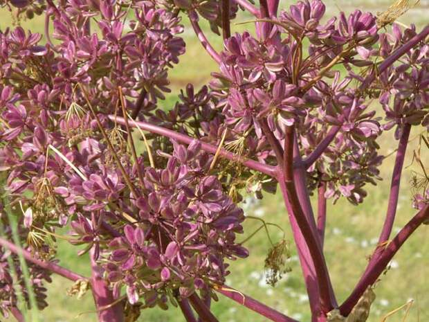 ferula_11 Shevireva