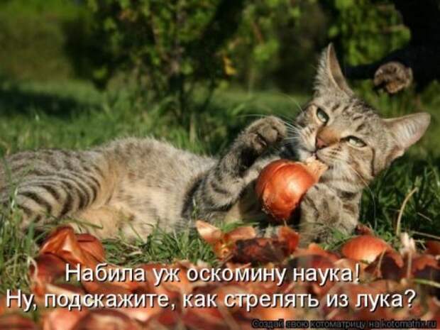 Веселая котоматрица за неделю (28 шт)