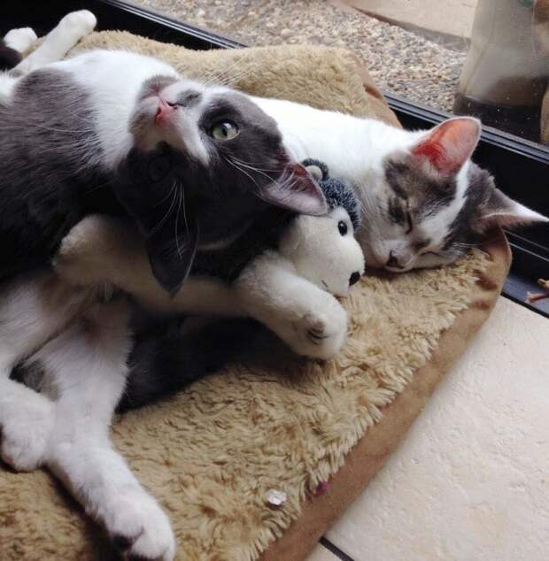 Без кота и жизнь не та
