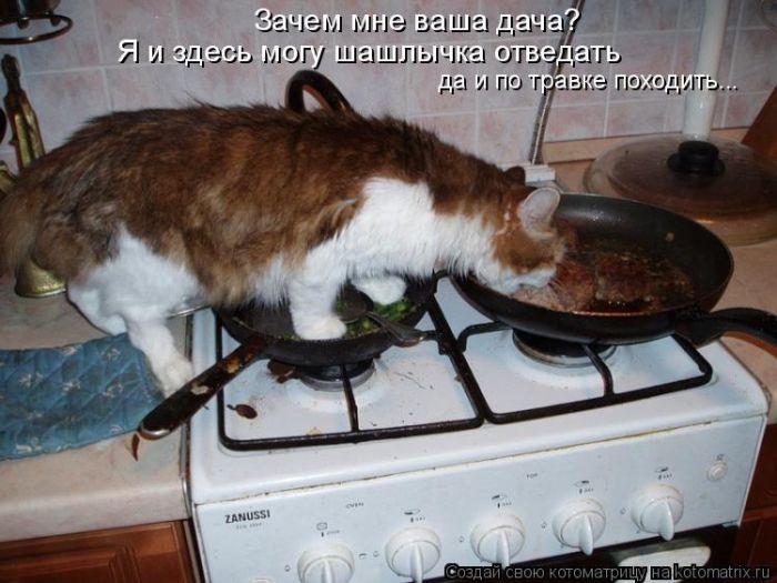 Лучшие котоматрицы недели (50 фото)
