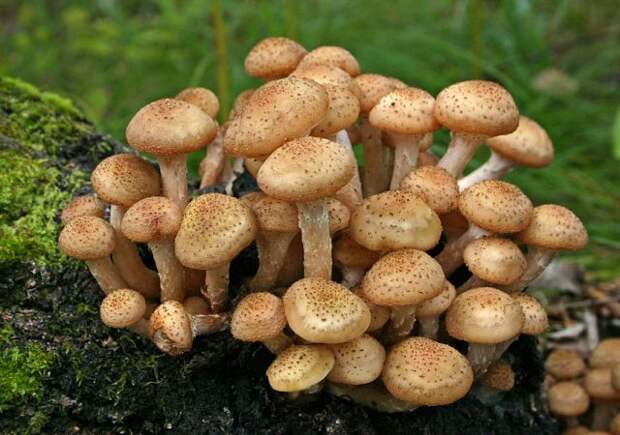 Можно ли зарабатывать на выращивании грибов?