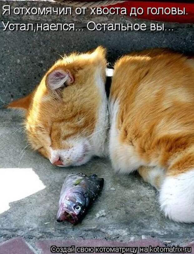Котоматрицы(картинки с надписями)