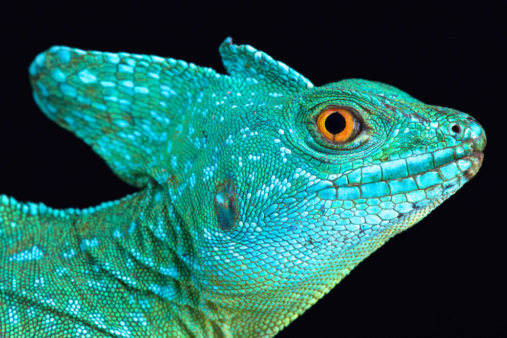 Василиск шлемоносный (Basiliscus plumifrons