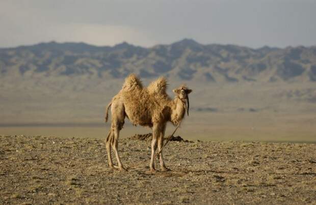 Верблюд в жаркой пустыне