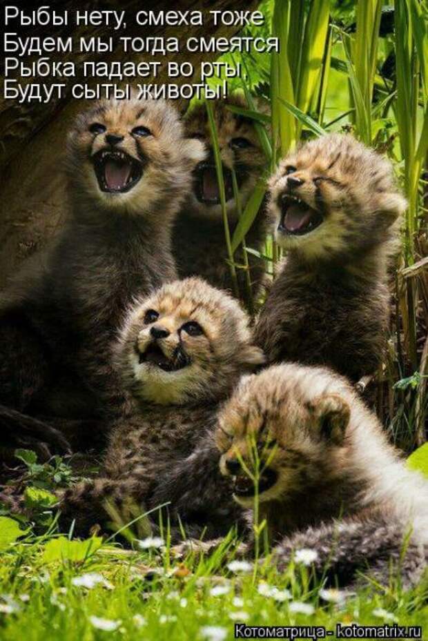 Лучшие котоматрицы недели (50 фото)