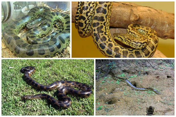 Известны 4 вида анаконд - Гигантская анаконда (Eunectes murinus), Парагвайская анаконда (Eunectes notaeus), Анаконда Дешауенсея (Eunectes deschauenseei), Eunectes beniensis анаконда, змеи, интересное, природа, факты, фауна
