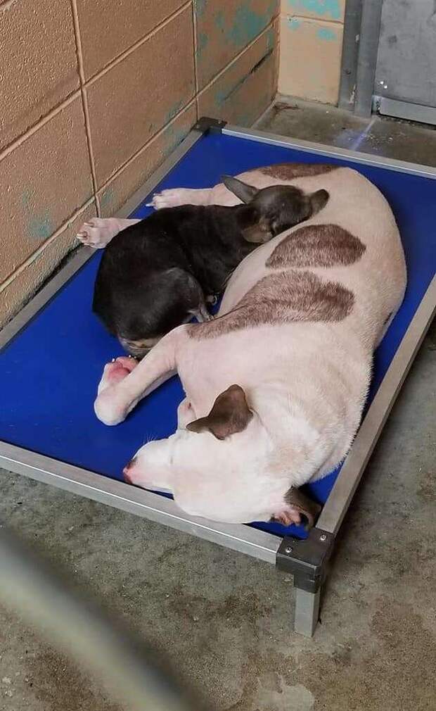 две собаки спят