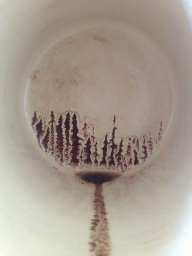 3. Внезапный лес в чашке кофе искусство, красота, случайности, фото