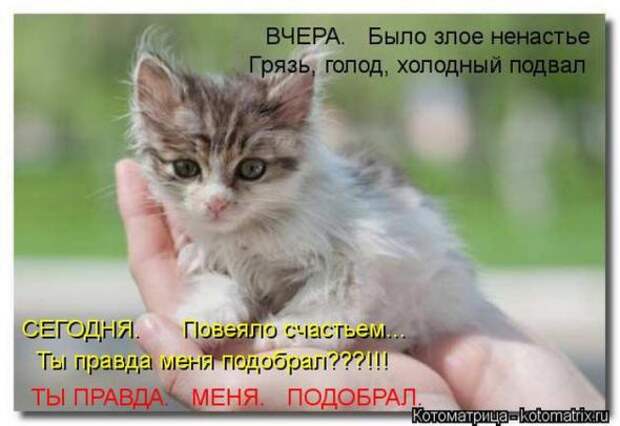 Котоматрицы(картинки с надписями)