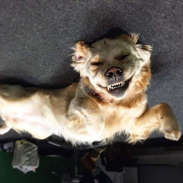 В интернете заметили, что переворачивать фотки собак, лежащих на полу — крутая идея. И тут понеслось перевернули, пол, потолок, прикол, собака, умора, юмор