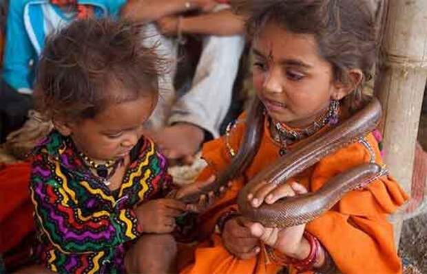 Дети индийского племени Вади приручают ядовитых змей фото