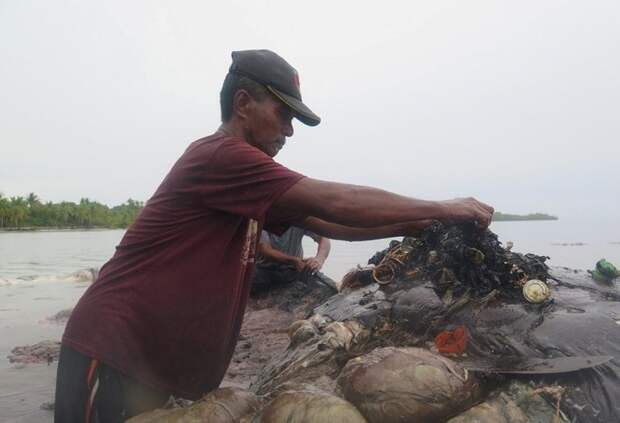 К берегу Индонезии прибило кашалота, желудок которого был набит пластиковыми стаканчиками wwf, животные, загрязнение окружающей среды, индонезия, кашалот, пластик