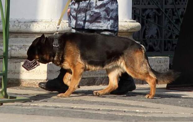 Президент РКФ Голубев рассказал, как собак учат выявлять зараженных COVID-19