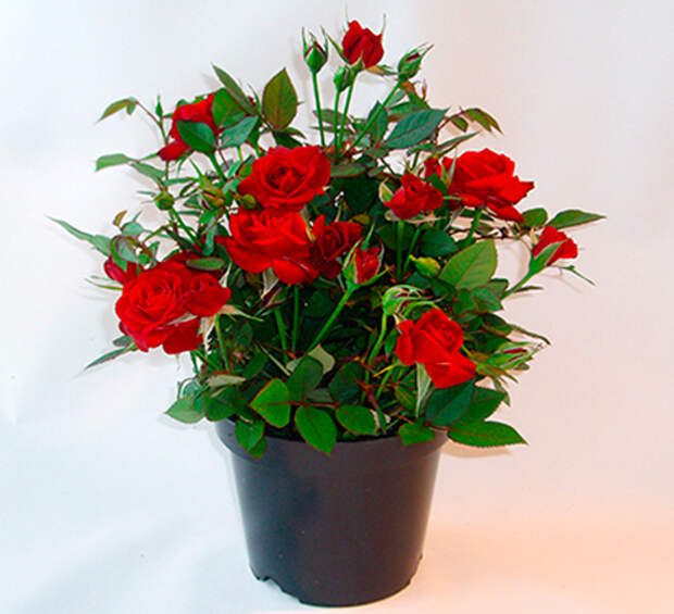 Красные розы в горшке на 14 февраля - символизируют любовь, страсть