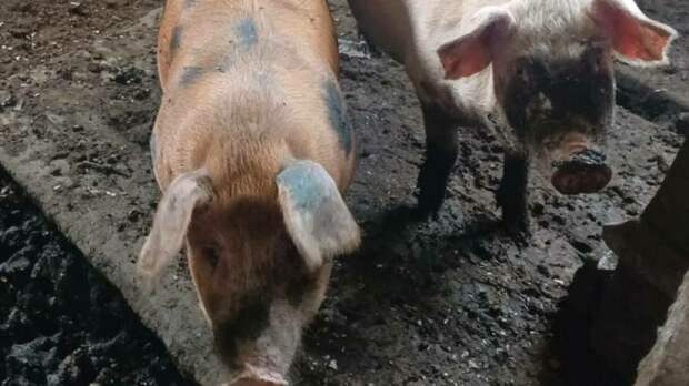 Домашний поросенок искусал ребенка в Бийске