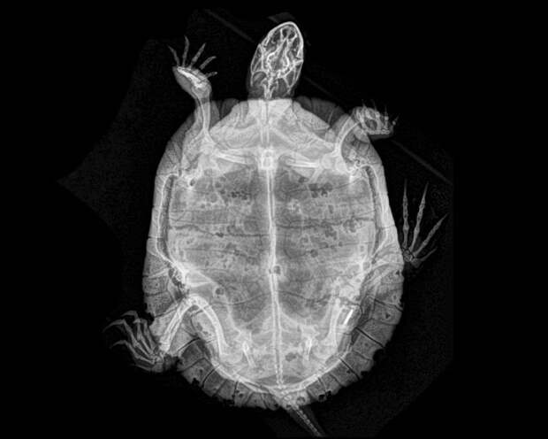 рентгены животных, рентгеновские снимки животных, фотографии рентгена животных, рентген животных зоопарка