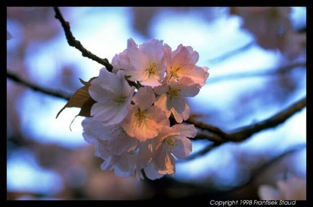 Hanami - время любования цветущей сакурой