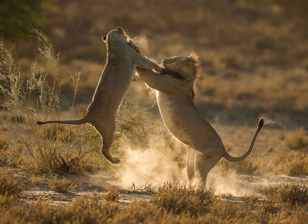 36. Момент столкновения, Трансграничный Национальный Парк Кгалагади, ЮАР national geographic, вокруг света, природа, фотография