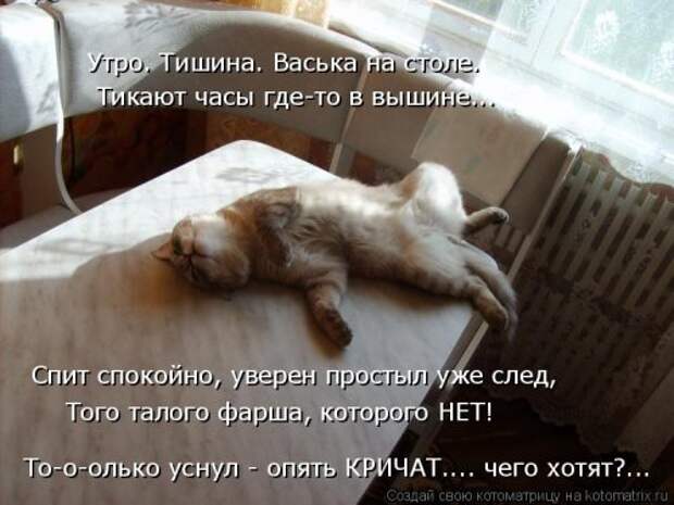 Лучшая котоматрица недели