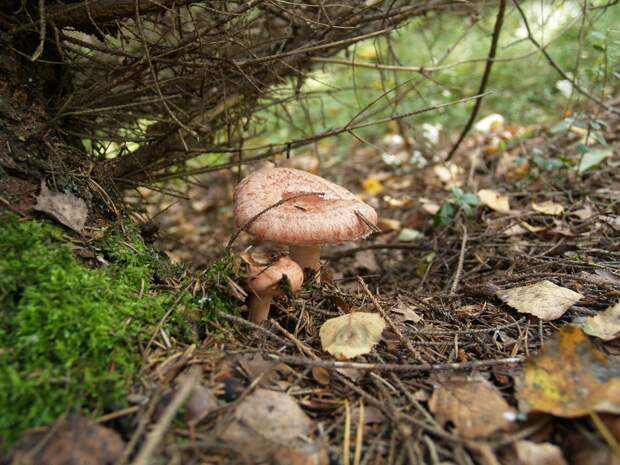 http://bigpicture.ru/wp-content/uploads/2014/09/mushrooms04.jpg