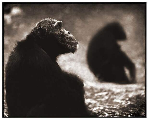 фотографии африки. Nick Brandt