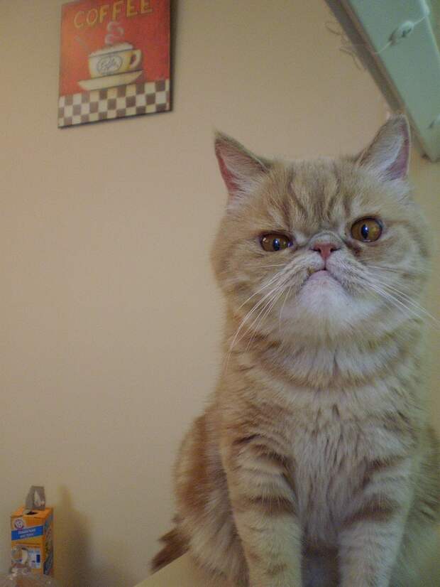 Без кота и жизнь не та