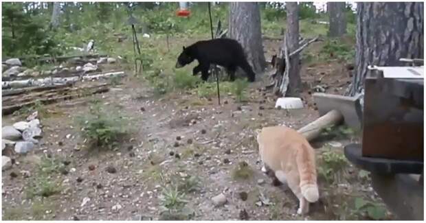 Рыжий кот загнал медвежонка на дерево видео, животные, кот, медведь, медвежонок, прикол, юмор