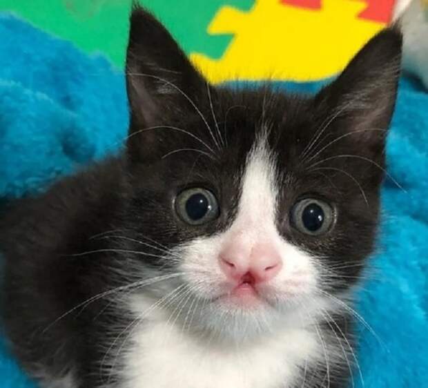 Удивленный котенок Необычный котенок
