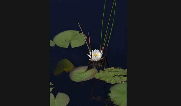 Победители ежегодного фотоконкурса Focus on Nature
