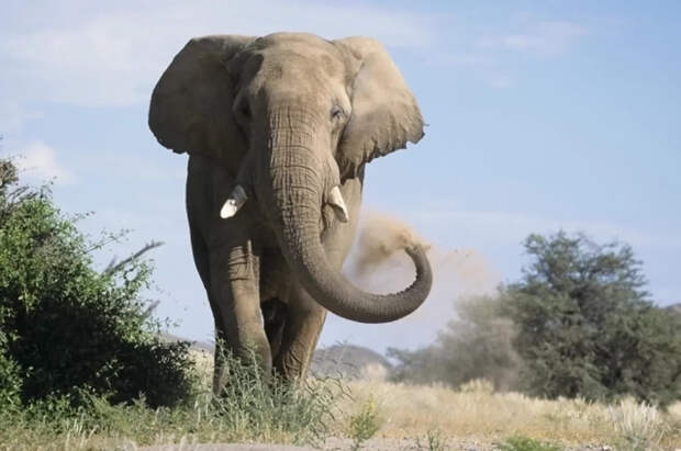 В немецком зоопарке 55-летняя слониха упала на бок и не смогла подняться