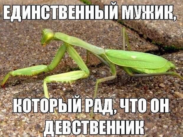 Смешные картинки с надписями для поднятия настроения (11 фото) Смешные картинки с надписями для поднятия настроения (11 фото)