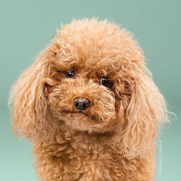 Собаки до и после стрижки