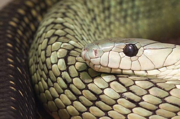 Встречается в дождевых лесах западной Африки, очень бдительная, раздражительная и чрезвычайно быстрая змея.
