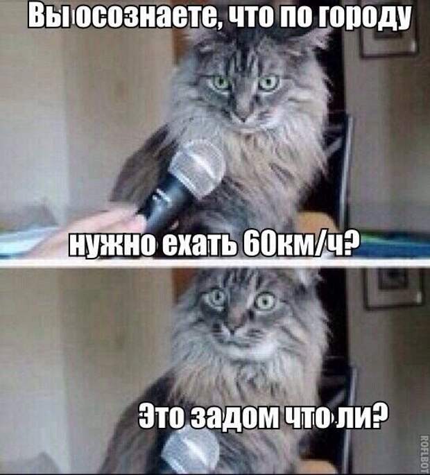 Смешные картинки с надписями прикол, юмор