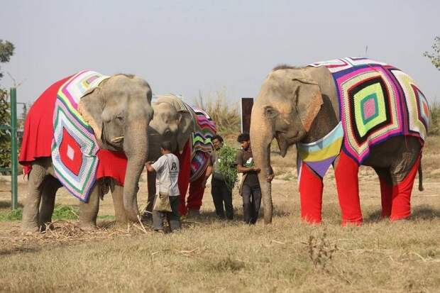 В Индии для приютских слонов вяжут теплые свитера, чтобы защитить от похолодания