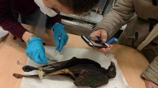 Египтяне принесли в жертву богам миллионы диких птиц
