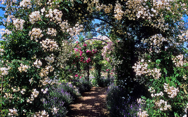 Royal National Rose Society Gardens - formerly ‘The Gardens of t