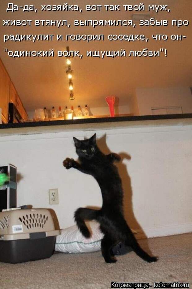 Свежая котоматрица на Бугаге (26 фото)