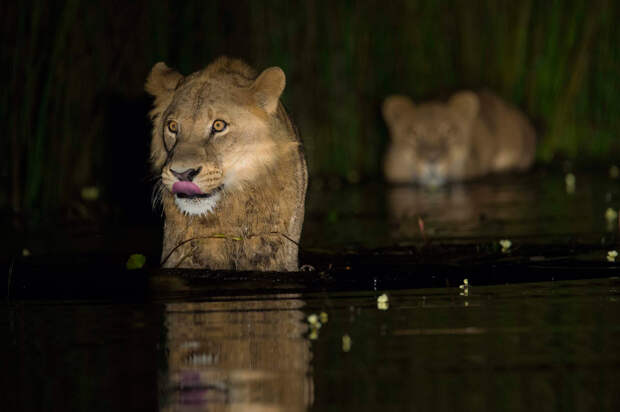 Львы в воде