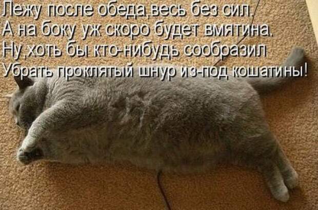 Весёлые свежие котоматрицы (118 фото)