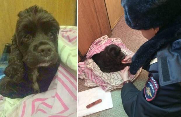 Московские полицейские спасли замерзающего в сугробе щенка спаниеля