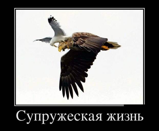 Демотиваторы (30 фото)
